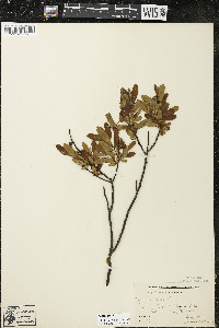 Myrica gale image