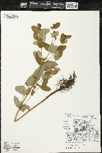 Triadenum fraseri image