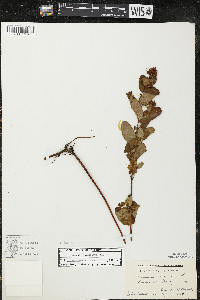 Triadenum virginicum image