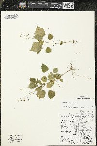 Circaea alpina subsp. alpina image