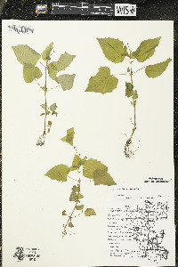 Circaea alpina image