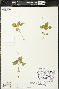 Circaea alpina image