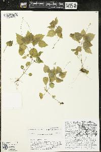 Circaea alpina image