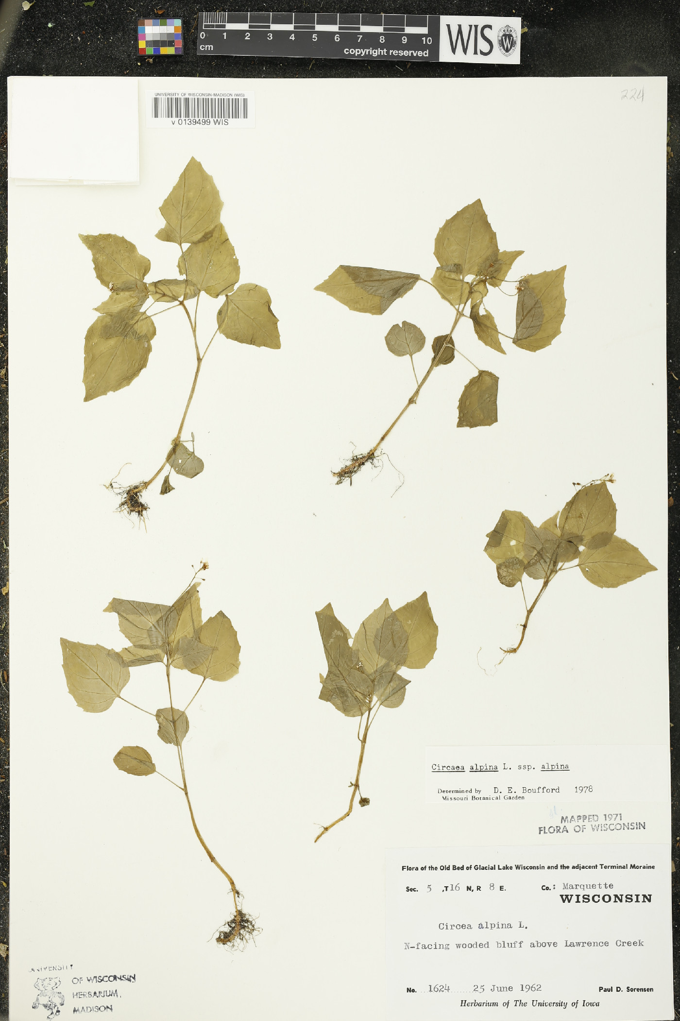 Circaea alpina subsp. alpina image
