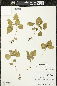 Circaea alpina subsp. alpina image