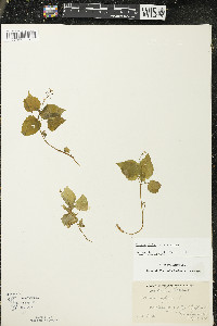 Circaea alpina subsp. alpina image