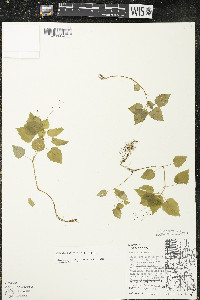 Circaea alpina subsp. alpina image