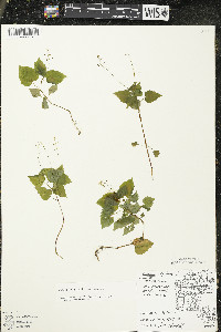 Circaea alpina subsp. alpina image