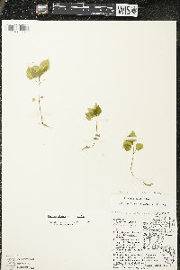 Circaea alpina subsp. alpina image