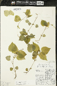 Circaea alpina subsp. alpina image