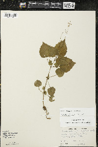 Circaea alpina subsp. alpina image