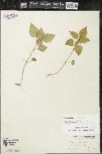 Circaea alpina subsp. alpina image