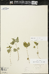 Circaea alpina image