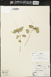 Circaea alpina image