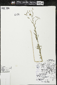 Linum perenne image