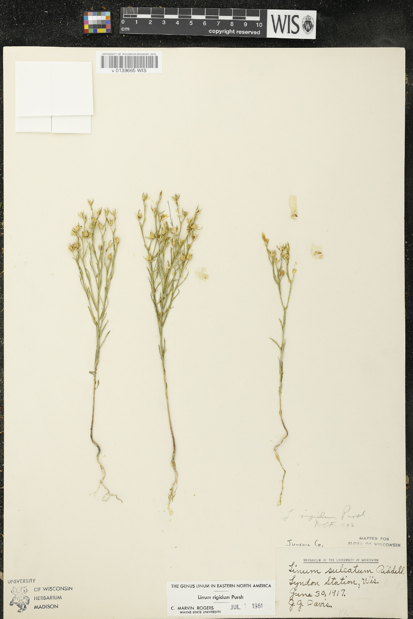 Linum rigidum image