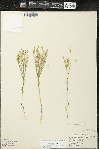 Linum rigidum image