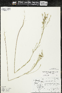 Linum sulcatum image