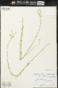 Linum sulcatum image