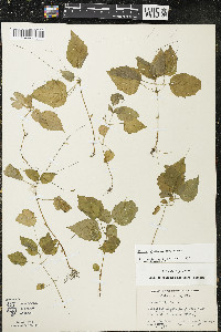 Circaea alpina subsp. alpina image