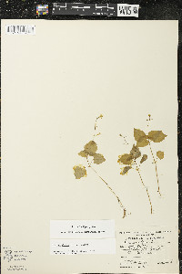 Circaea alpina image