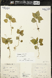 Circaea alpina subsp. alpina image