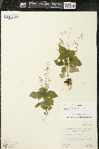 Circaea alpina image