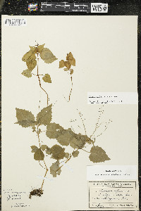 Circaea alpina image