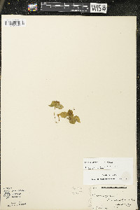 Circaea alpina image