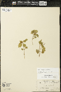 Circaea alpina subsp. alpina image
