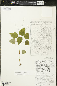 Circaea alpina image