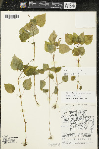 Circaea alpina image