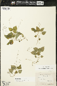 Circaea alpina image