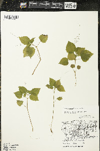 Circaea alpina image