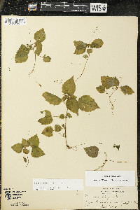 Circaea alpina image