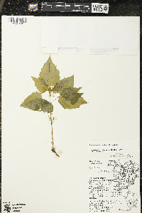 Circaea alpina subsp. alpina image