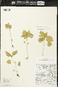 Circaea alpina image
