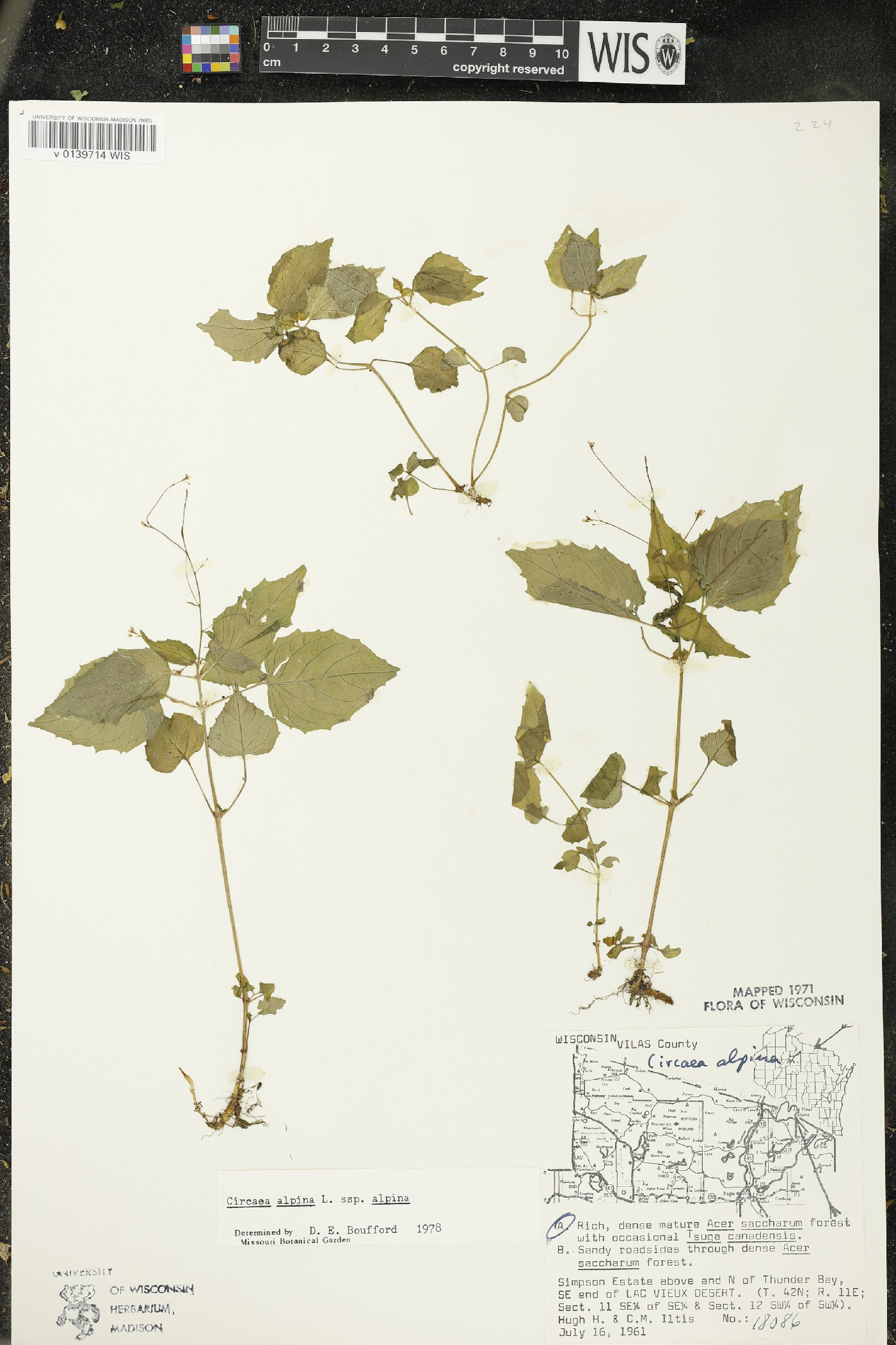 Circaea alpina subsp. alpina image