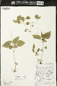 Circaea alpina subsp. alpina image