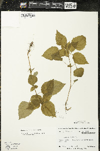 Circaea alpina image