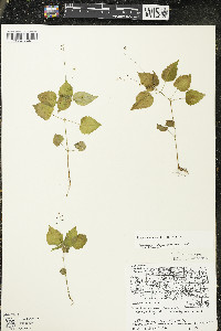 Circaea alpina image