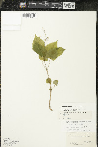 Circaea alpina subsp. alpina image