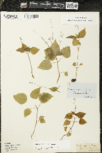 Circaea alpina image