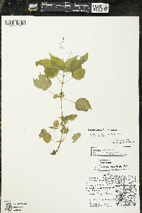 Circaea alpina image