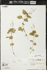 Circaea alpina subsp. alpina image