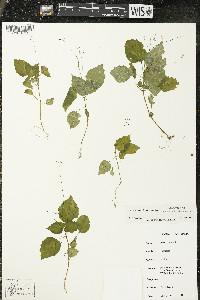 Circaea alpina subsp. alpina image