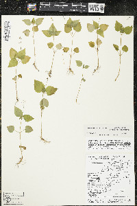 Circaea alpina subsp. alpina image