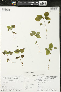 Circaea alpina image