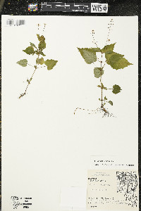 Circaea alpina subsp. alpina image