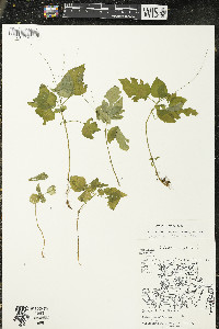 Circaea alpina image